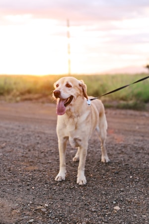 All About Ella the Yella Lab: Adventures of a Beloved Pup