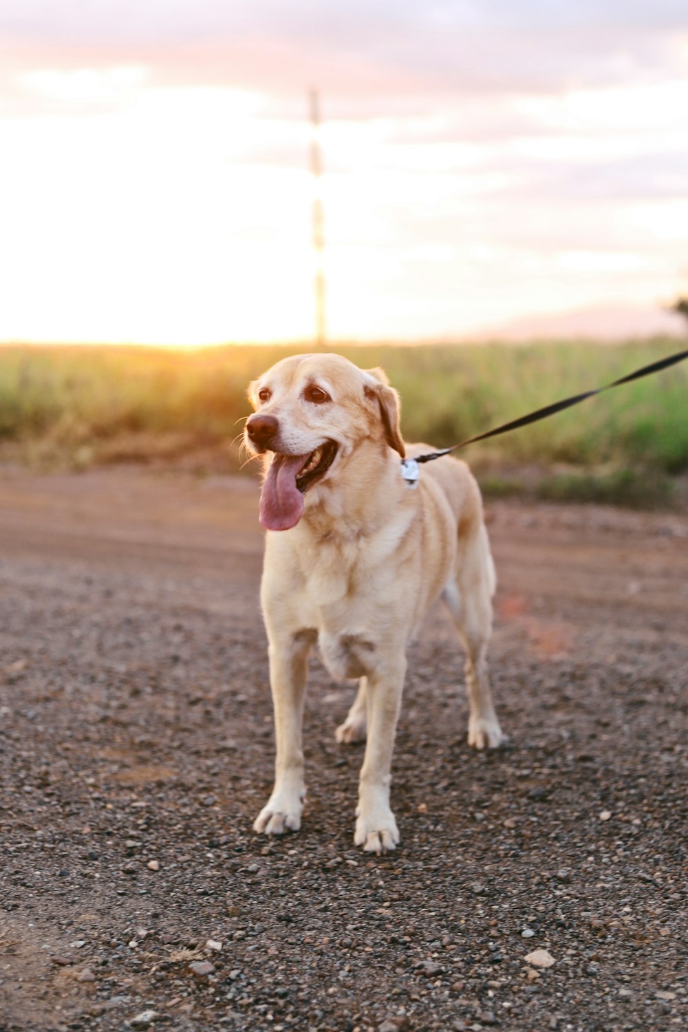 gelber Labrador Retriever auf dem Boden