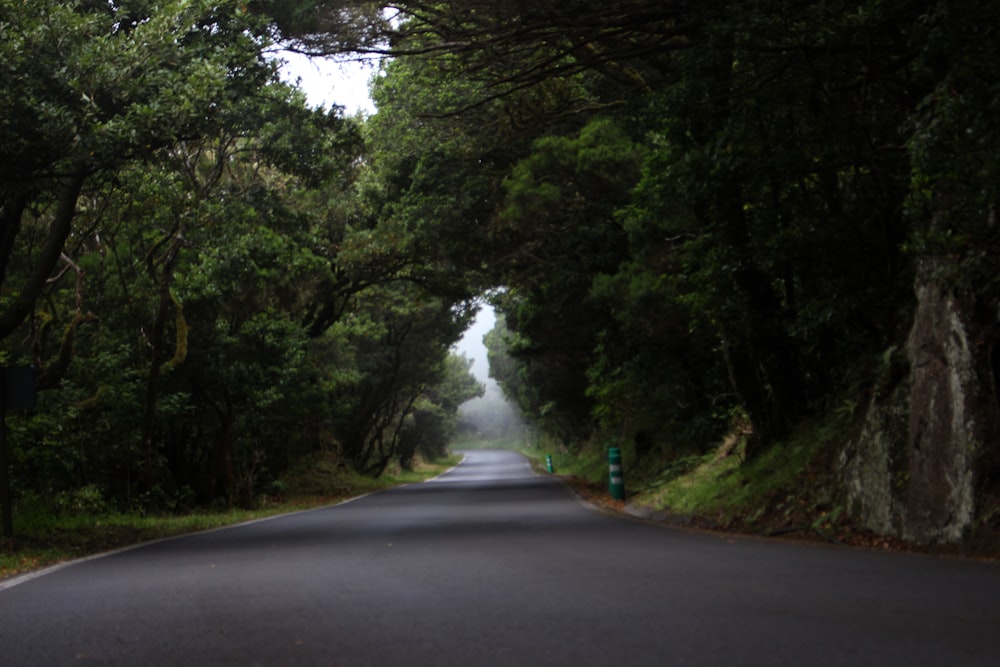 grey concrete road and green-leafed trees