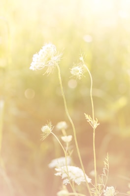 Delicate petals of a wildflower blown softly in the breeze.