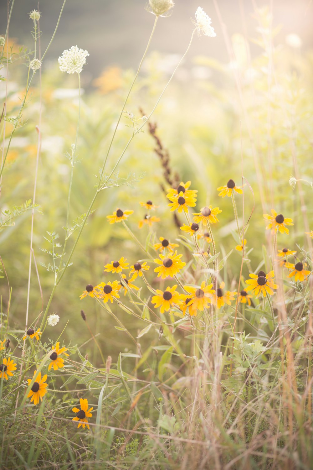 yellow-petaled flowers