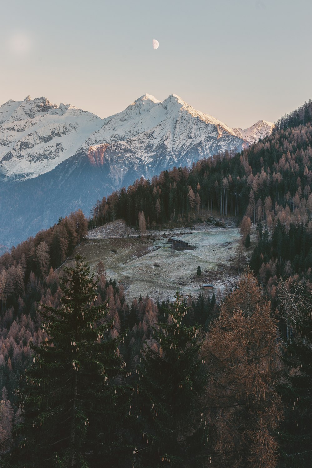 forest during daytime