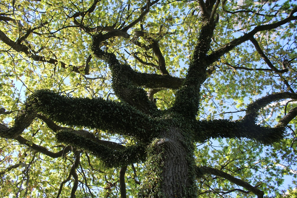 low angle photography of green leaf tree