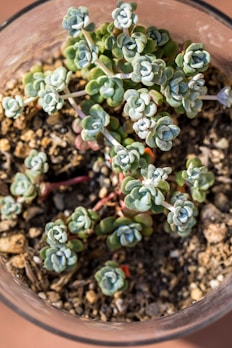Close-up of a stylish self-watering plastic pot with a thriving succulent inside.
