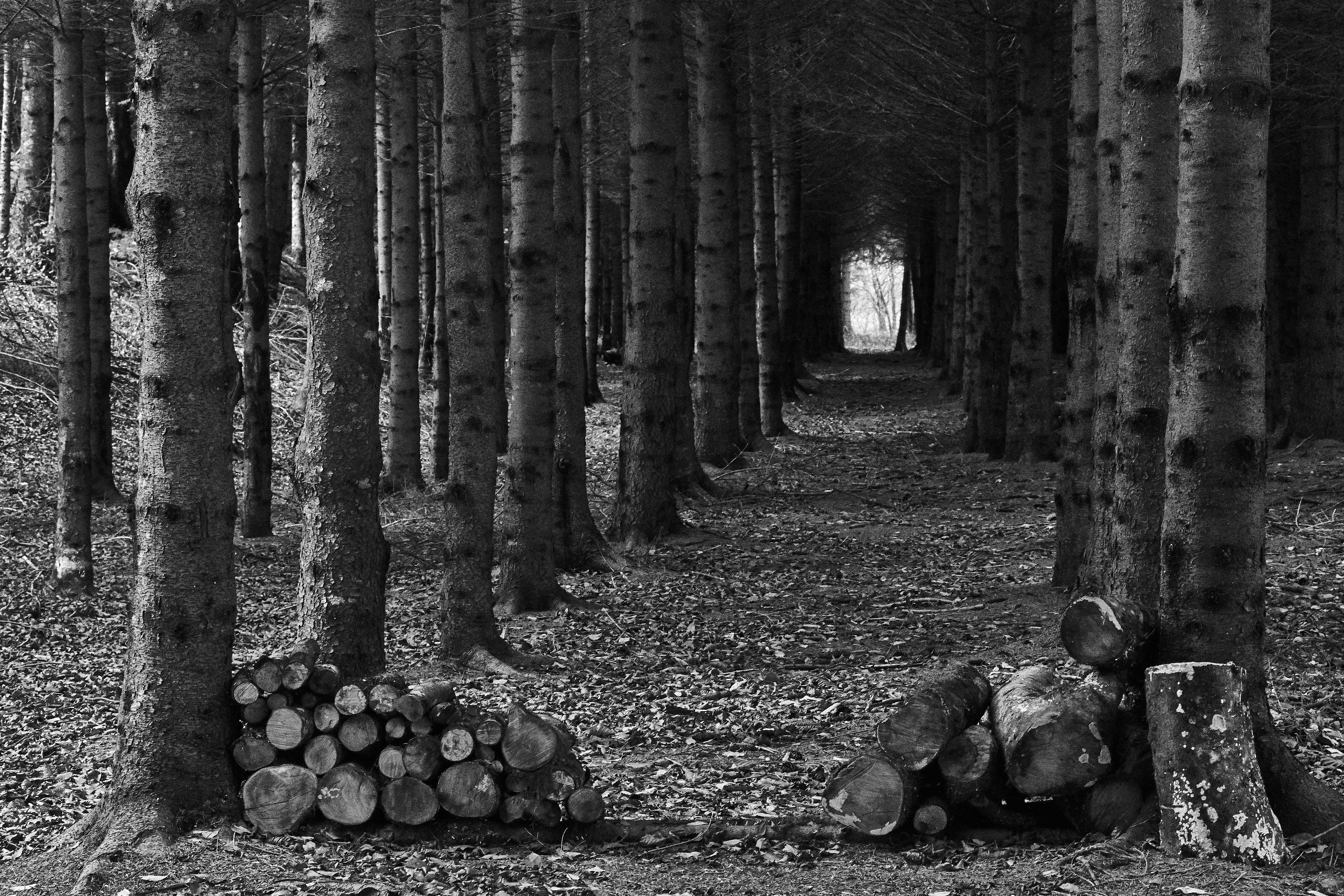 grayscale photo of trees