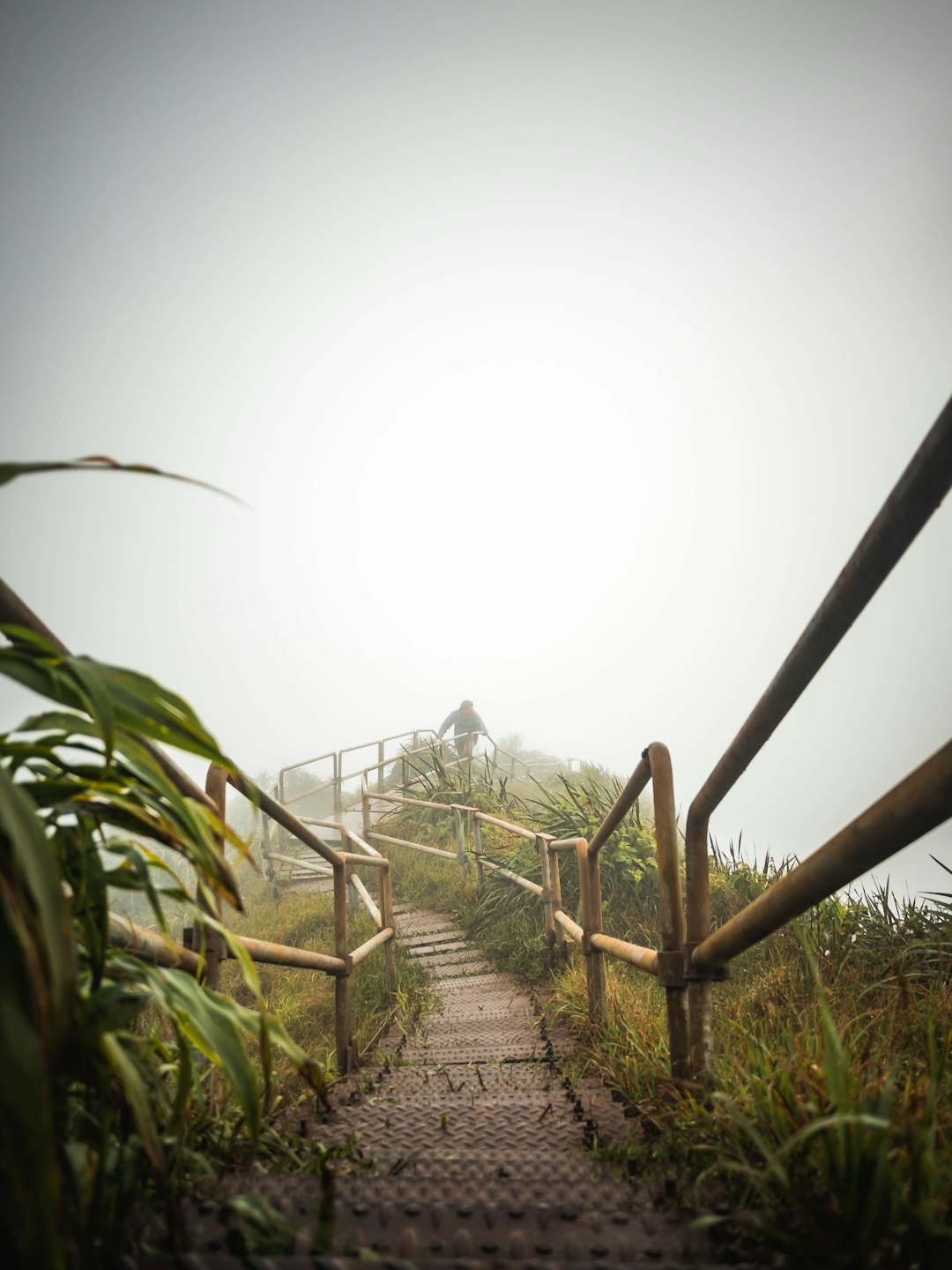 empty pathway covered in fog