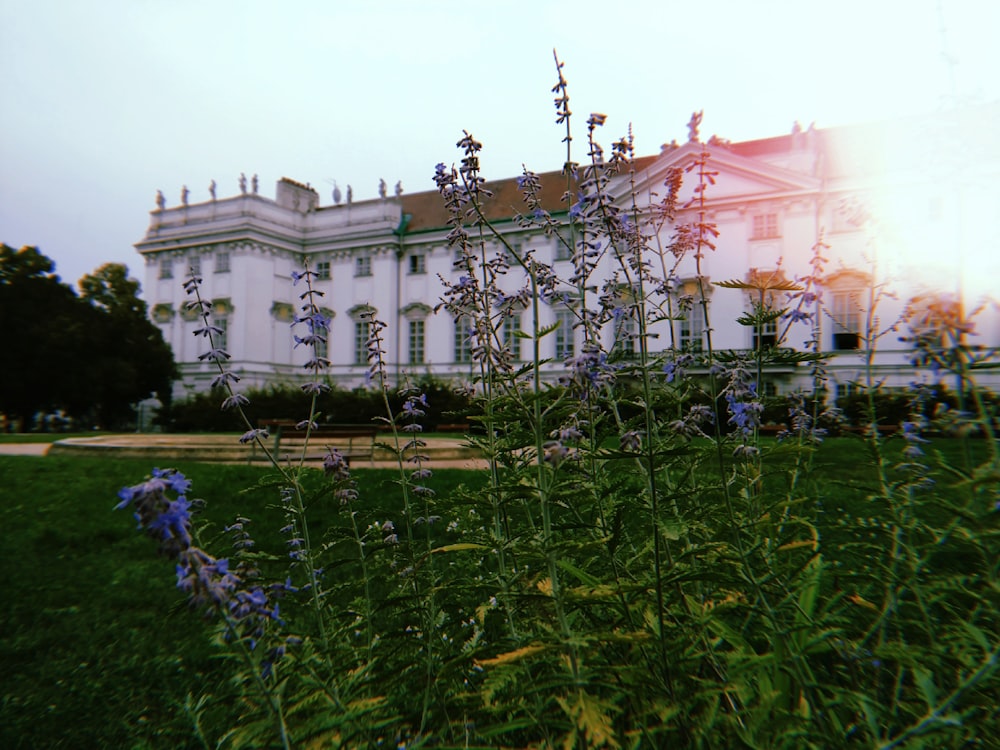 blue petaled flowers overlooking white building at daytime