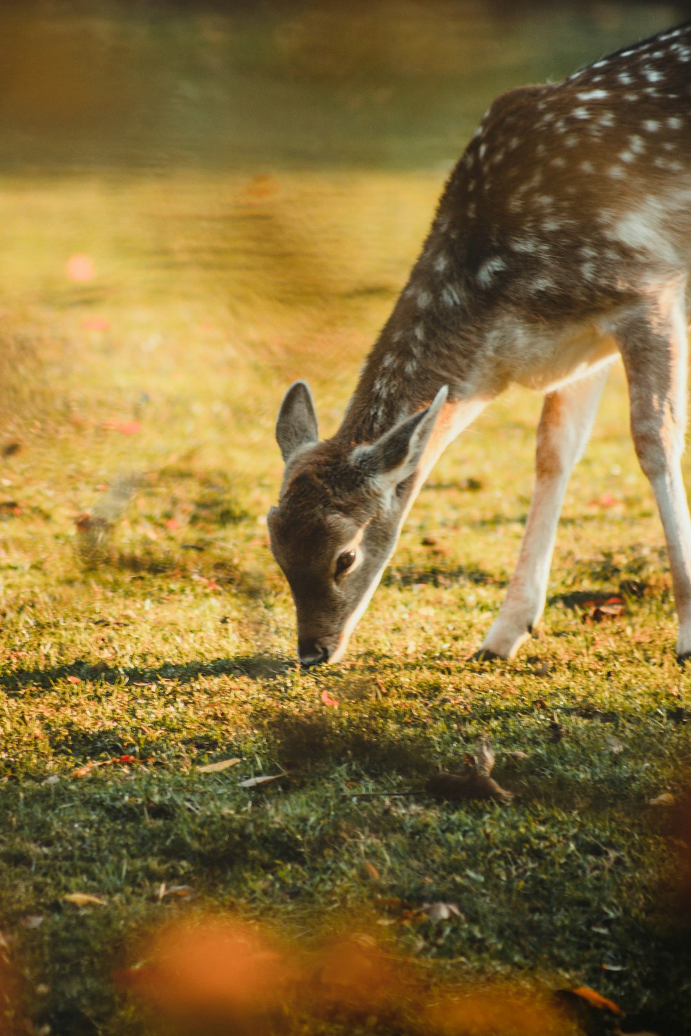 brown deer at daytime