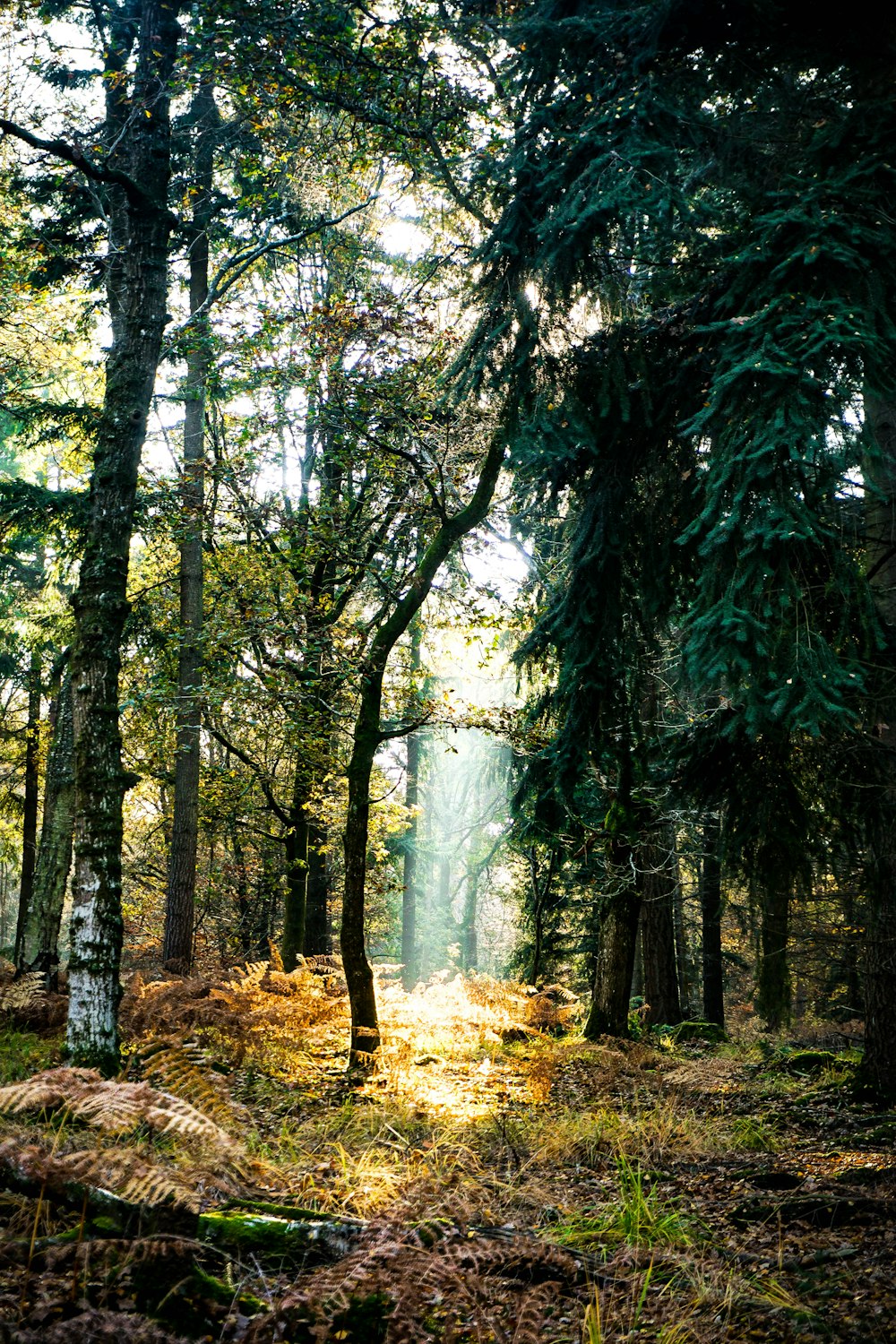 Bäume im Wald