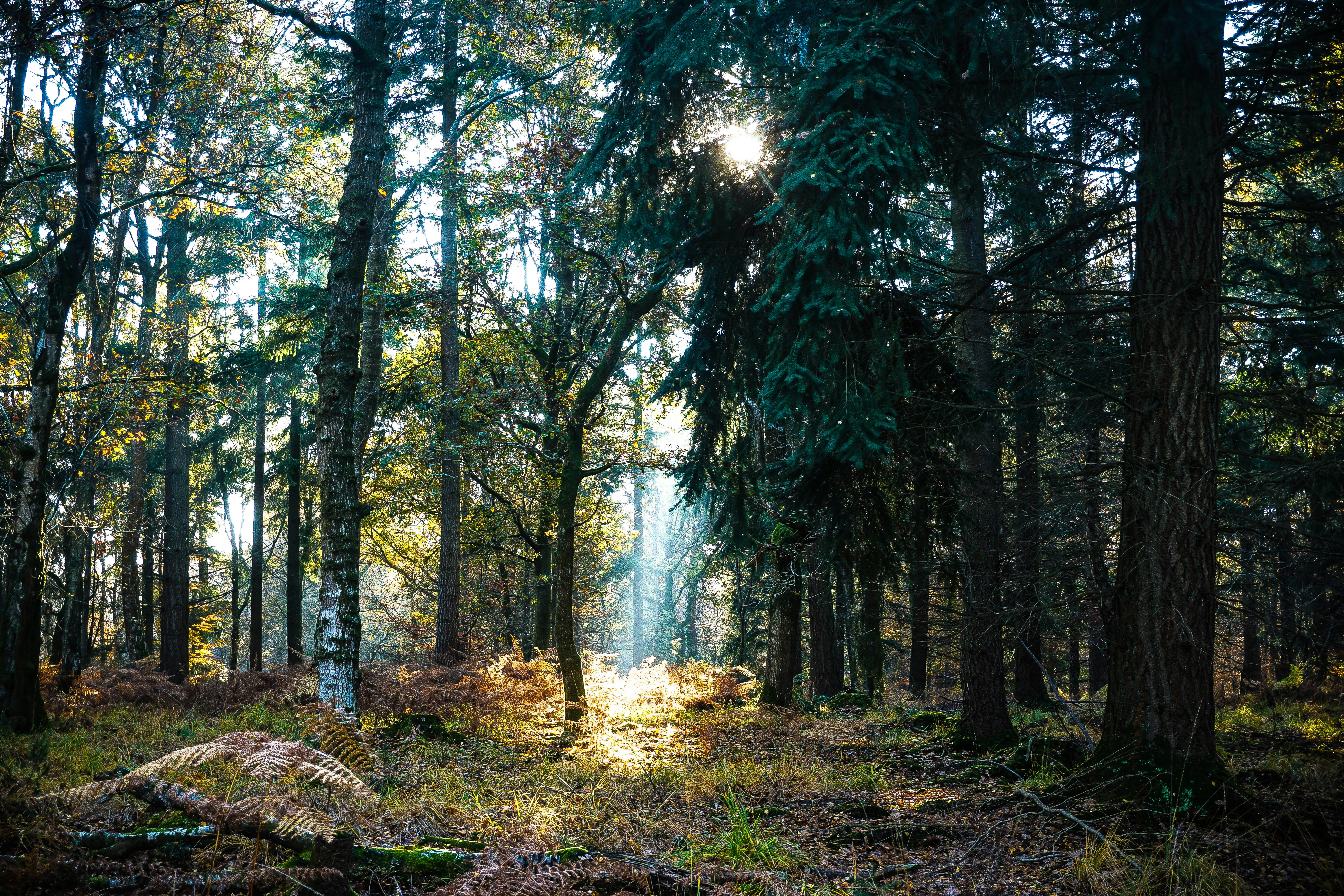 green leaf trees at daytime