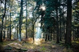 A soft morning light filtering through green leaves in a peaceful forest.
