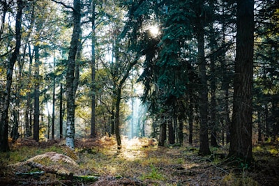 A soft morning light filtering through green leaves in a peaceful forest.