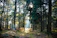 Soft morning light filtering through green leaves in a peaceful forest.