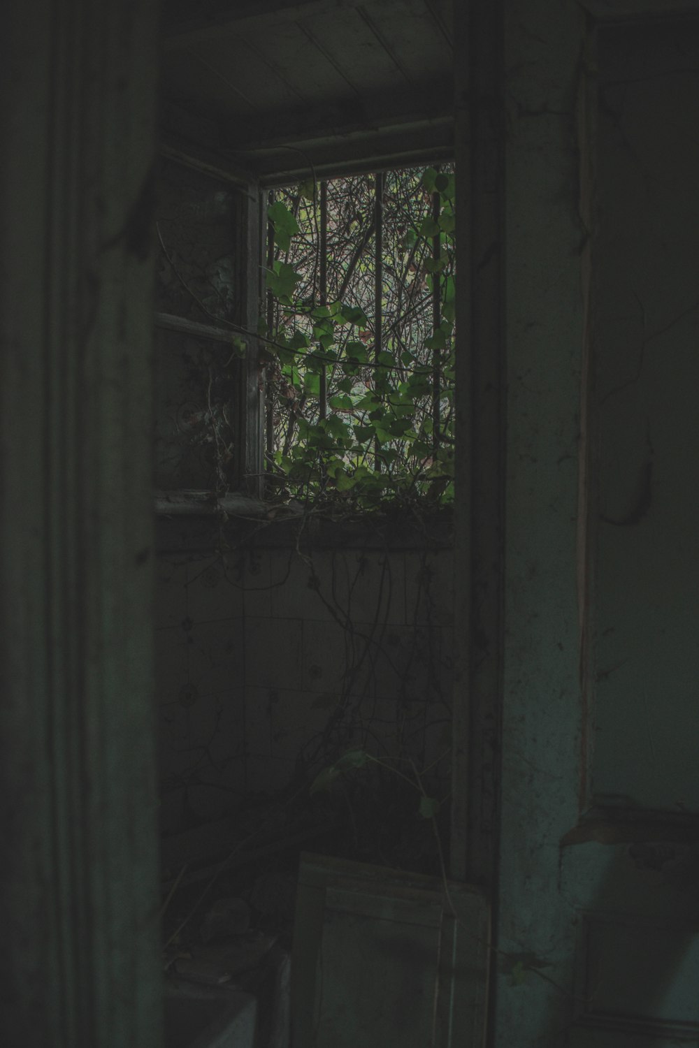 vine plants creeping into window