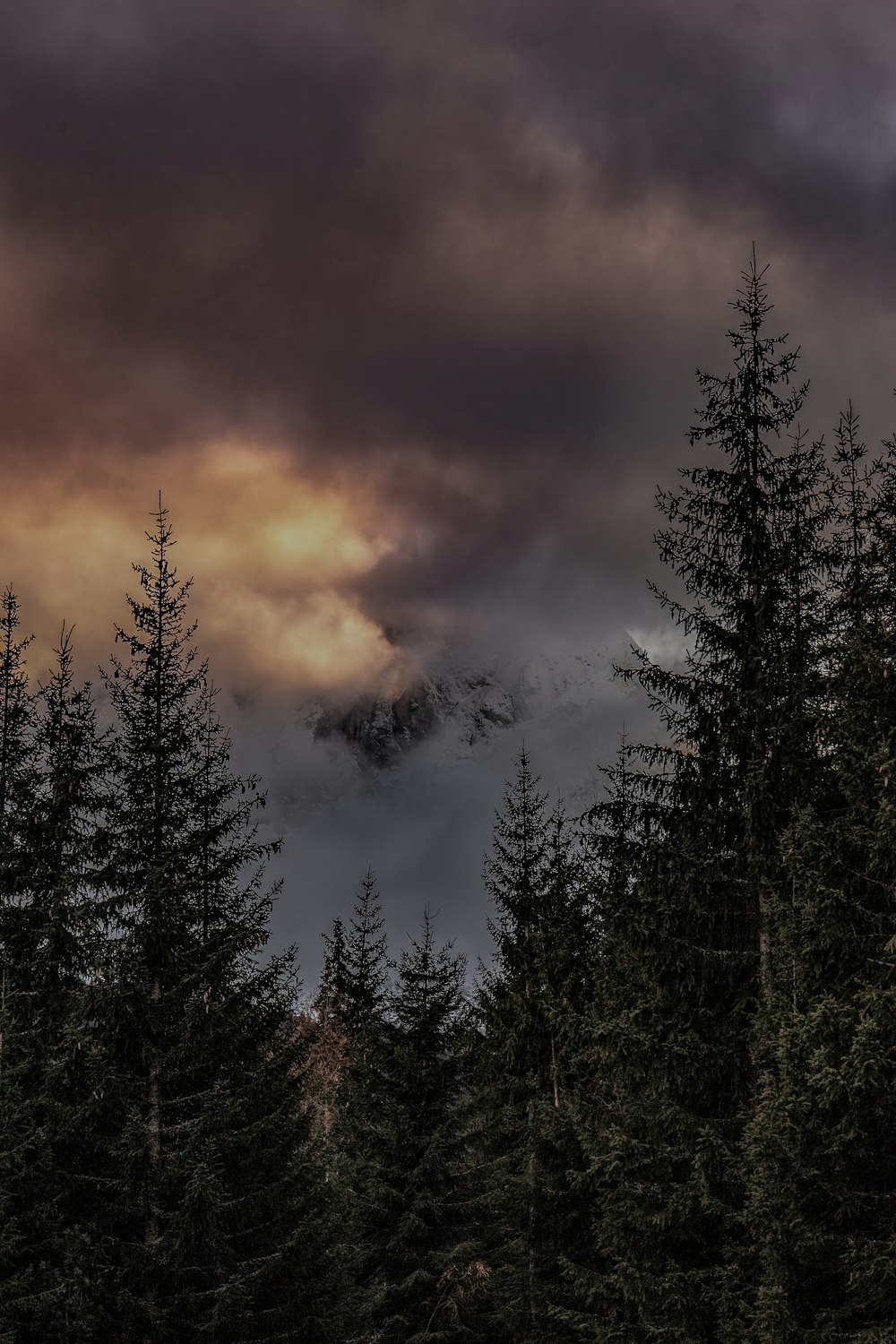 green tall tree under gray sky