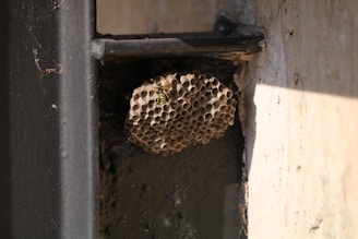 A wasp nest is attached to the corner of a structure with a visible wasp on it. The nest has many small hexagonal compartments and is situated on a black metal beam and a white concrete wall. The lighting creates a shadow effect on the wall.