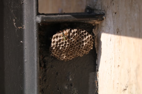 A wasp nest is attached to the corner of a structure with a visible wasp on it. The nest has many small hexagonal compartments and is situated on a black metal beam and a white concrete wall. The lighting creates a shadow effect on the wall.