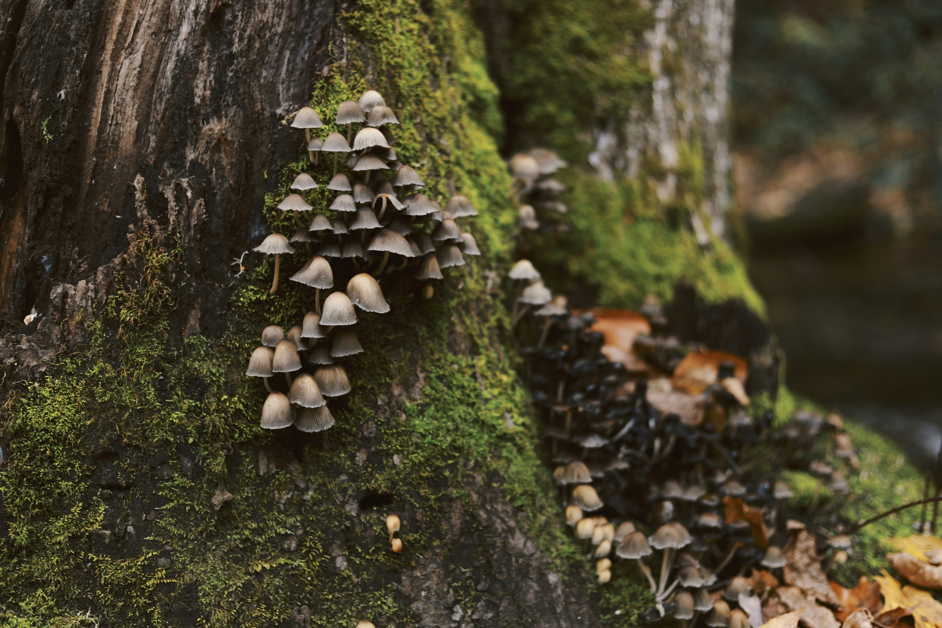 gray mushrooms at daytime
