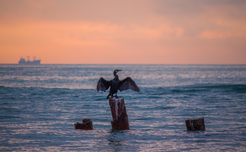 white bird surrounded by sea during sunset