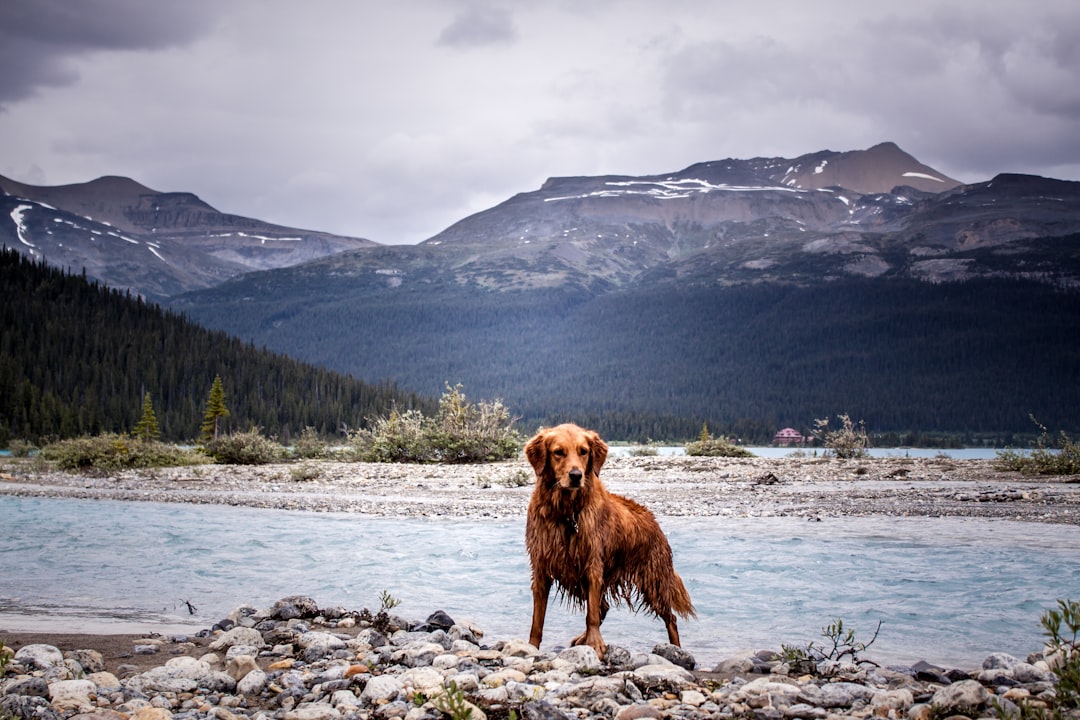 pet dog near rier