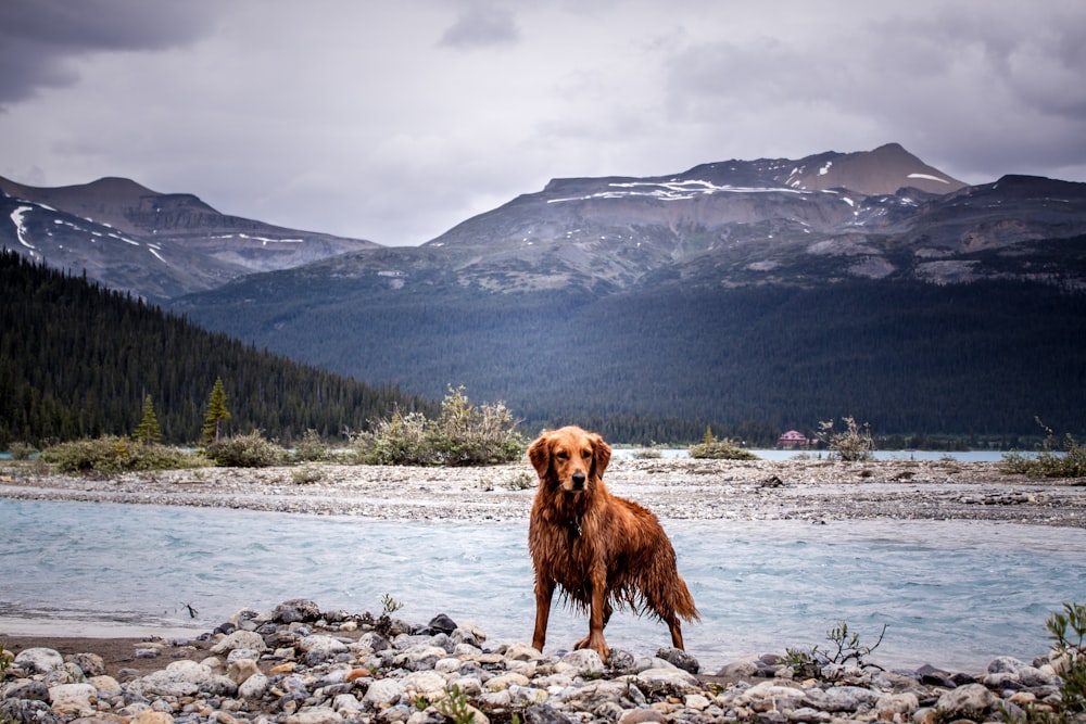 pet dog near rier