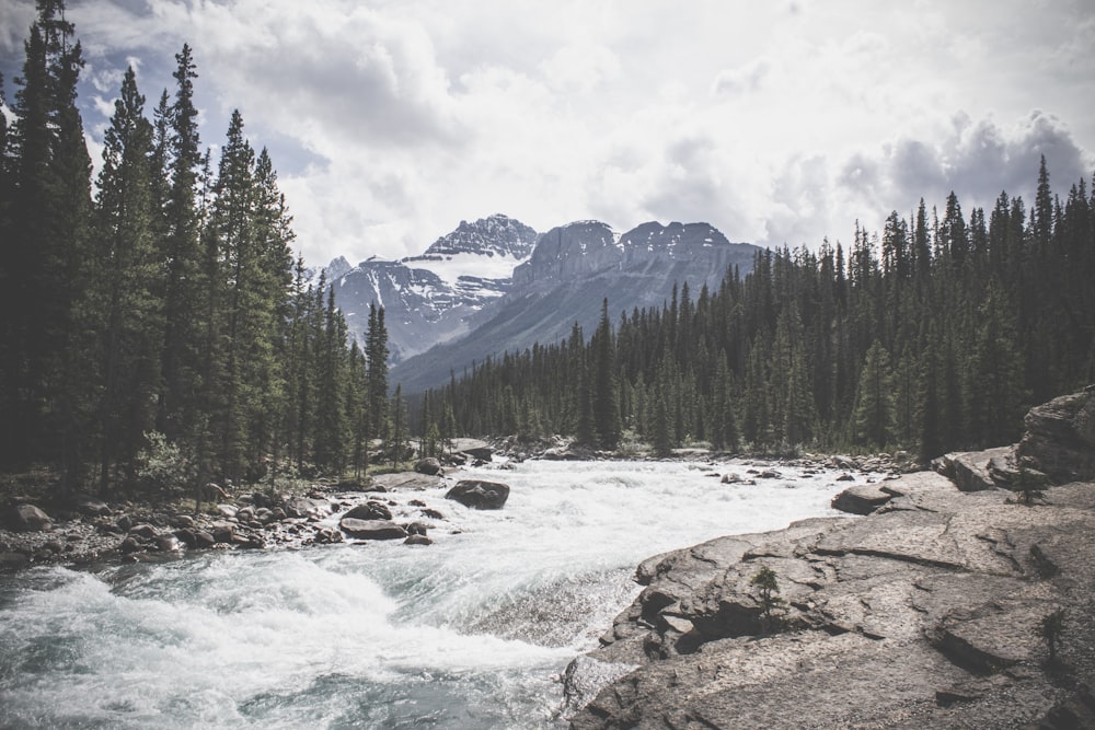 stream of water near mountain passing trough forest