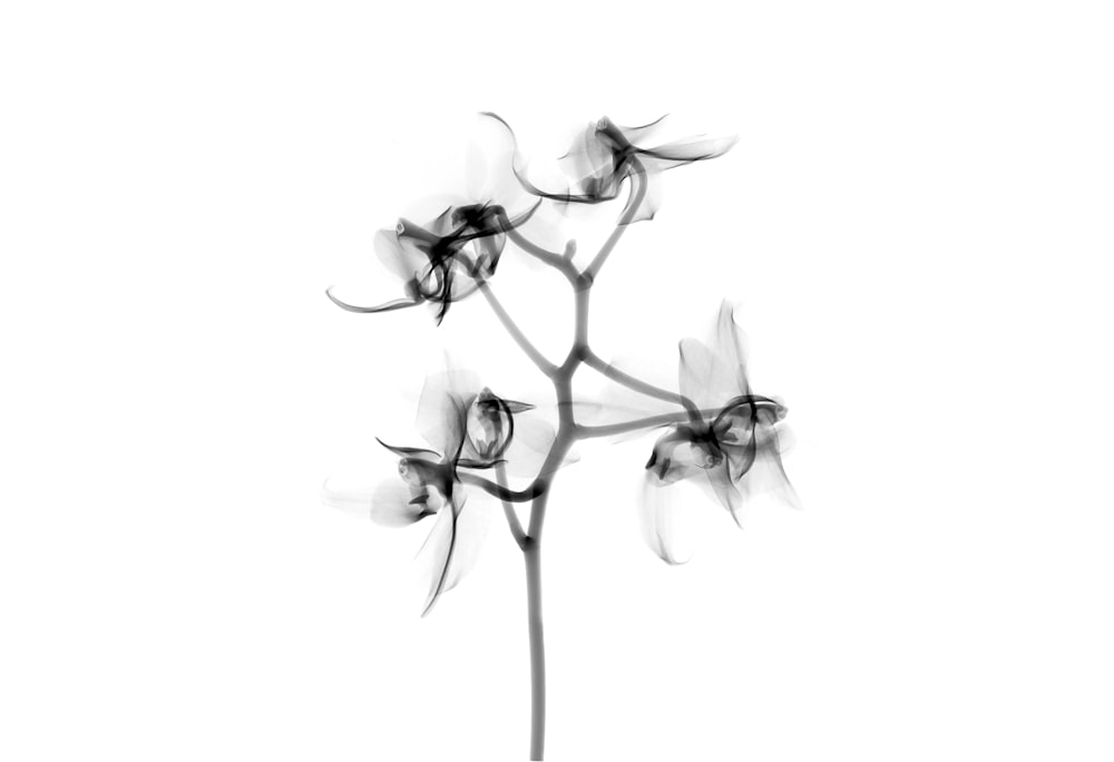 Opere d'arte di fiori neri