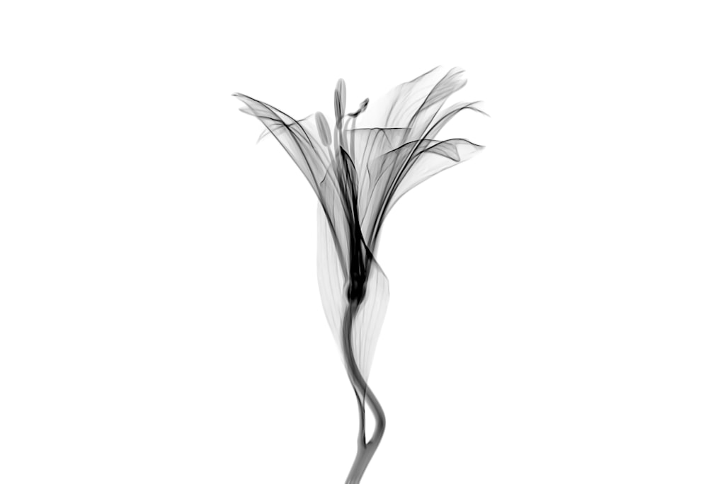 fleur à pétales blancs et gris