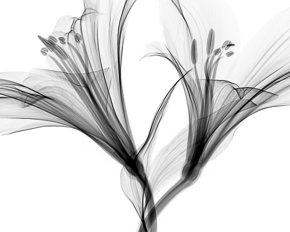 Blumen-Illustration