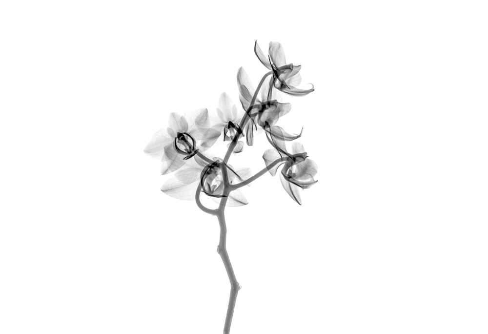白い花びらの花のクリップアート