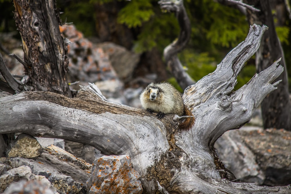 brown animal on tree trunk