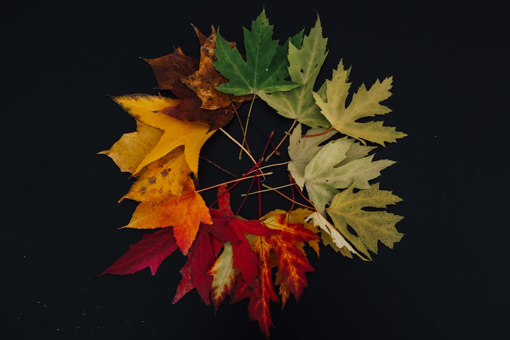 green, brown and yellow leafs