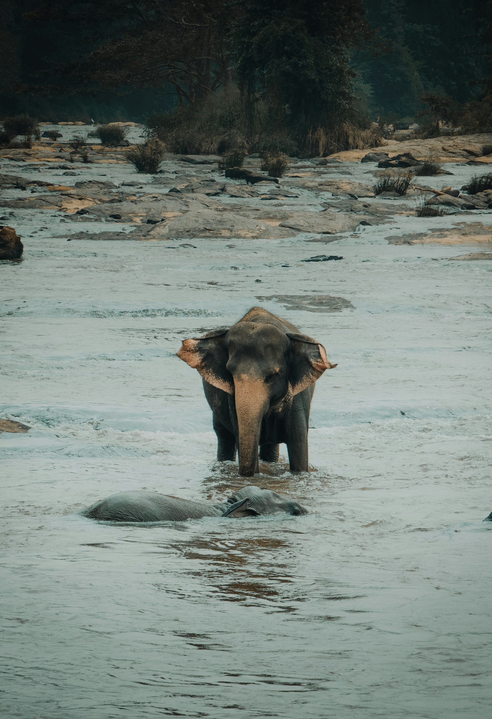 Canon EOS 80D + Canon EF-S 18-135mm F3.5-5.6 IS STM sample photo. Elephant calf walking on photography