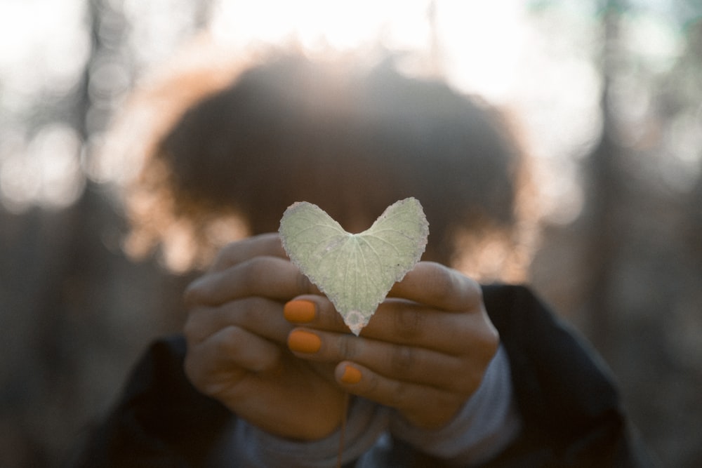 person holding gray leaf