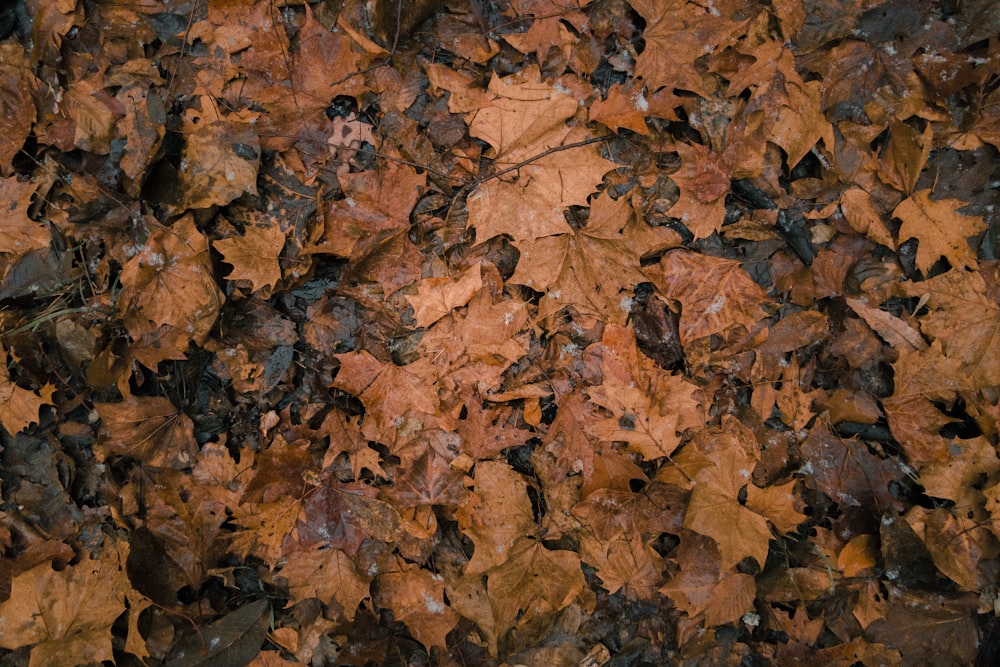 Photographie en gros plan de feuilles séchées
