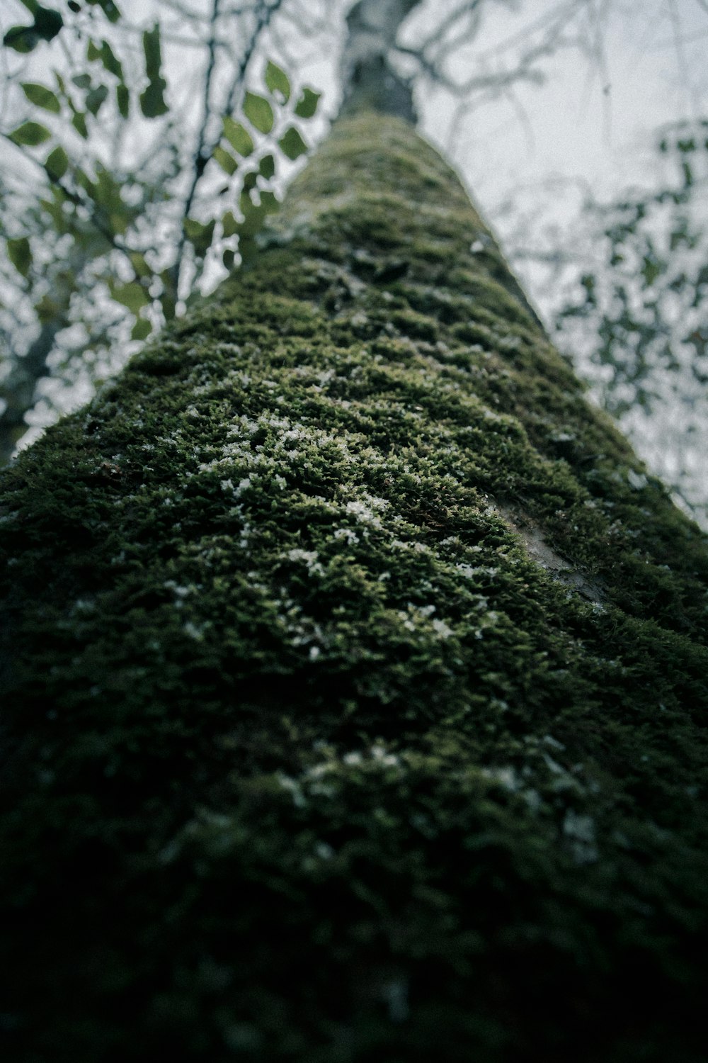 Fotografía de árboles verdes