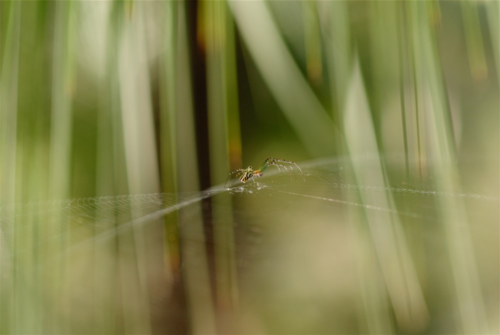 close-up photography of spider on web