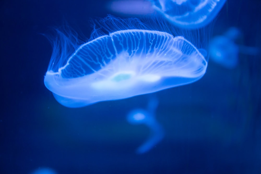 blue jellyfish