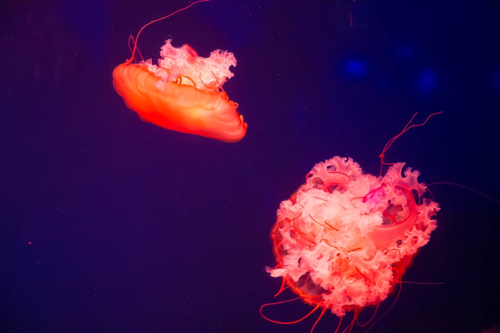two orange jellyfish