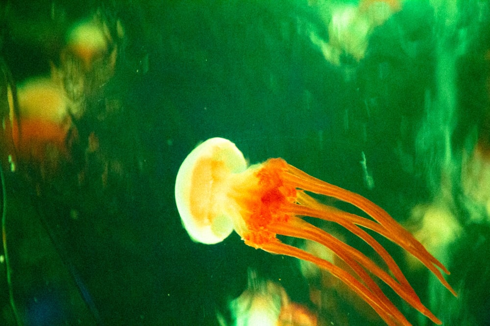 orange jellyfish