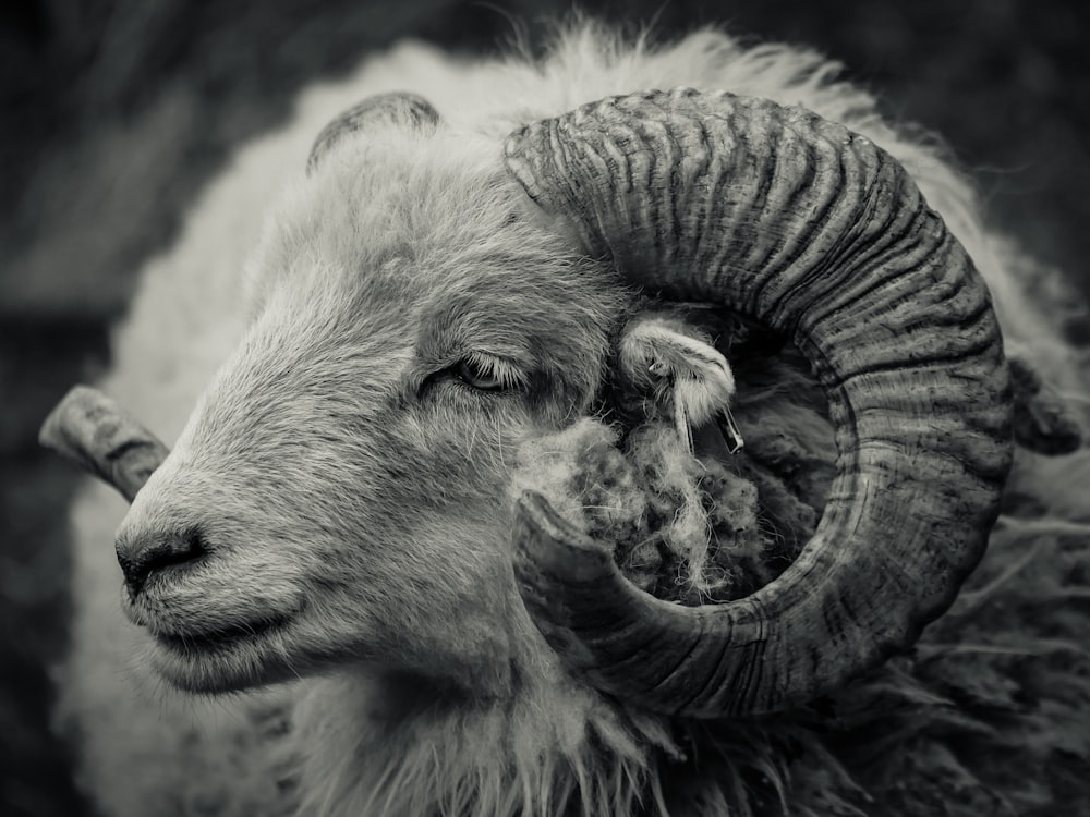 grayscale photo of ram