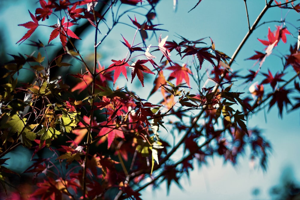 selective focus photo of pink petaled flowers