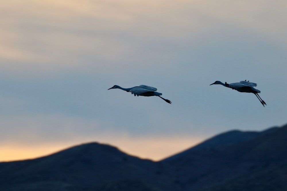 two white birds on flight