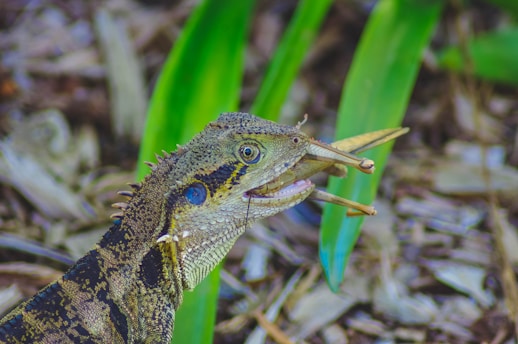 A reptile, possibly a lizard, is captured in close-up while eating an insect. The detailed texture of its skin, with scales and spines along its head and neck, is visible. Its eye is prominent, and it holds a grasshopper-like insect in its mouth. The background consists of green leaves and natural ground cover, slightly out of focus.