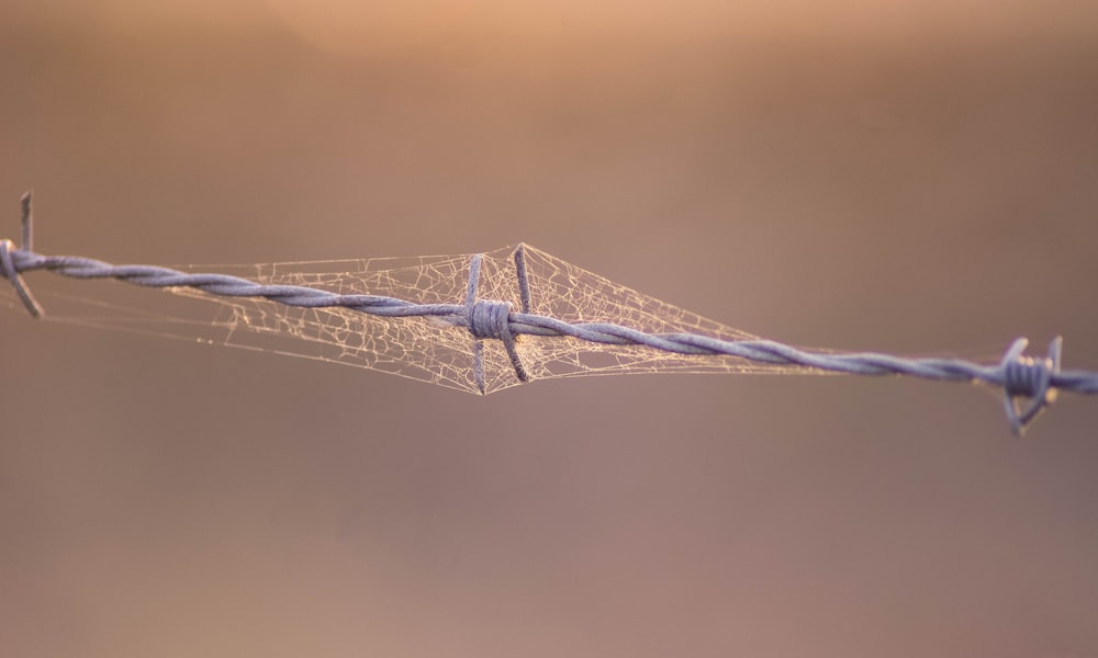 grey wire fence with spider webs