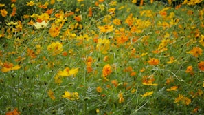 Vibrant wildflowers blooming in a sunlit meadow, alive with color and texture.