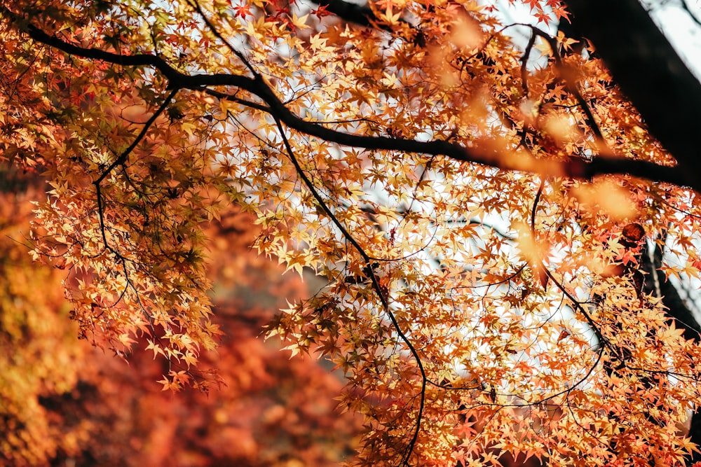 brown leaves