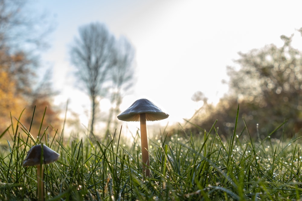 photo en contre-plongée de champignon