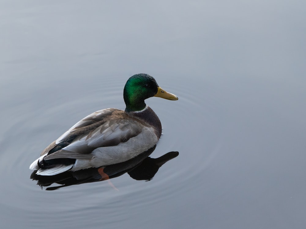 gray and green mallard duck