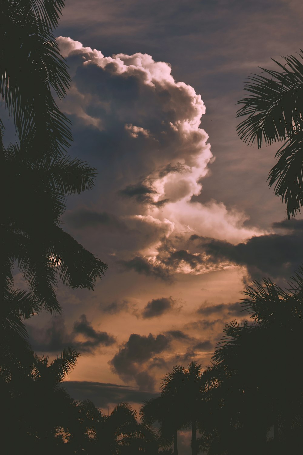 palm trees under white clouds